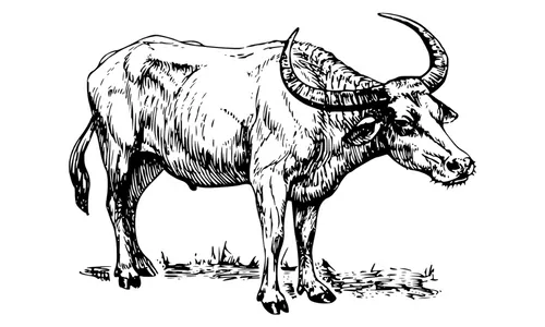 10 Lines on Buffalo in Hindi
