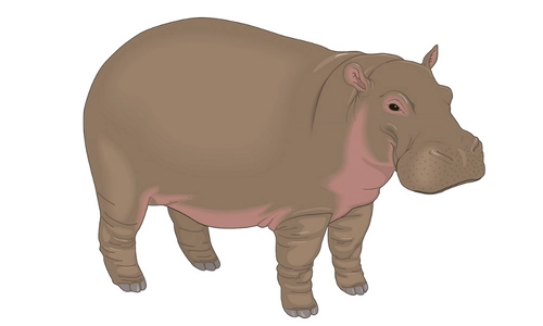 10 Lines on Hippopotamus in Hindi