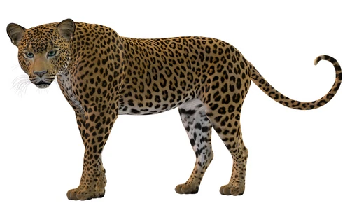 10 Lines on Leopard in English