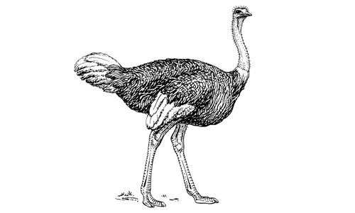 10 Lines on Ostrich in English