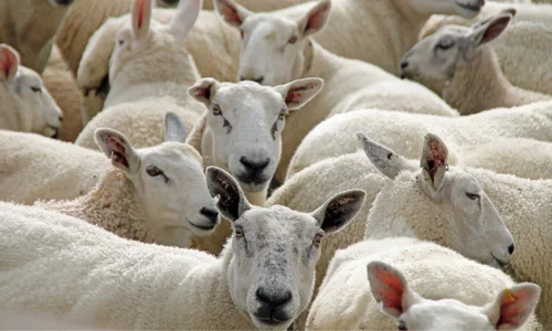 10 Lines on Sheep in Hindi & English
