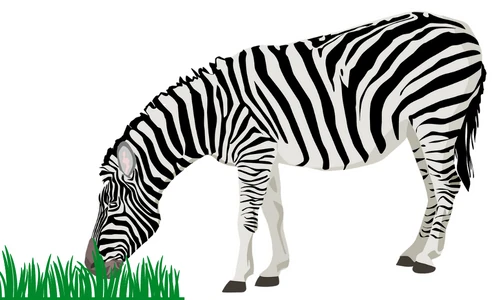 10 Lines on Zebra in Hindi