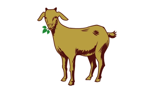 5 Lines on Goat in Hindi & English