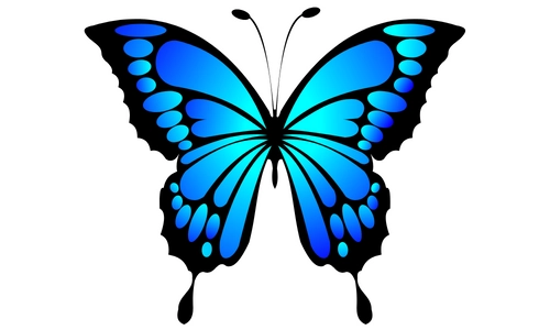 10 Lines on Butterfly in Hindi & English