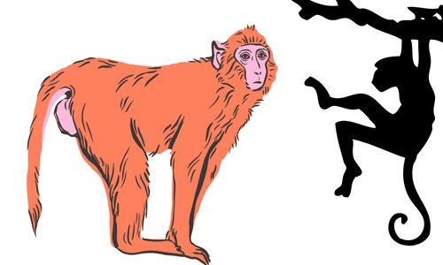10 Lines on Monkey in Hindi & English