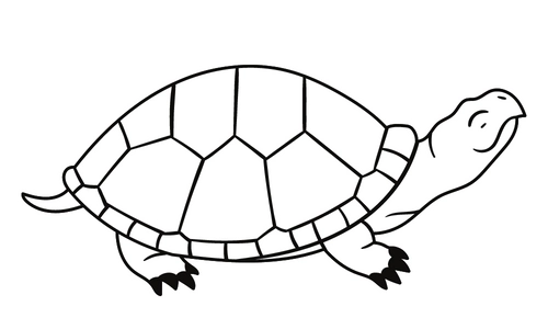 10 Lines on Turtle in Hindi & English
