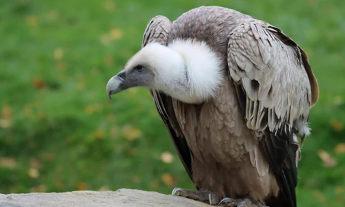 10 Lines on Vulture in Hindi