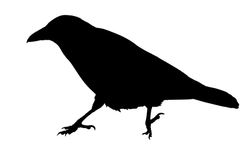 5 Lines on Crow in Hindi & English