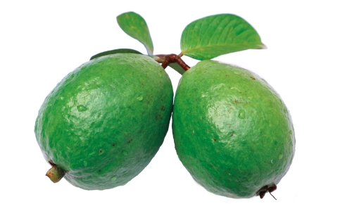 10 Lines on Guava in English