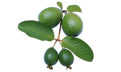 10 Lines on Guava in Hindi