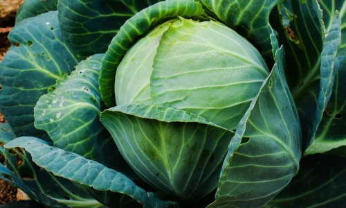 10 Lines on Cabbage in English
